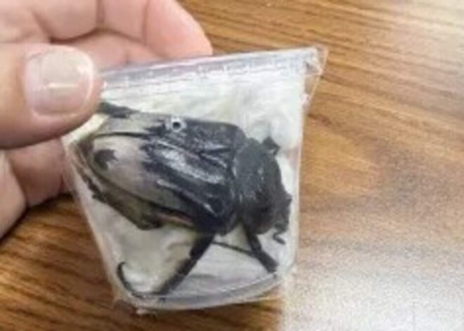 3 rare beetles smuggled out of NC point to illegal world of bug collectors, feds say