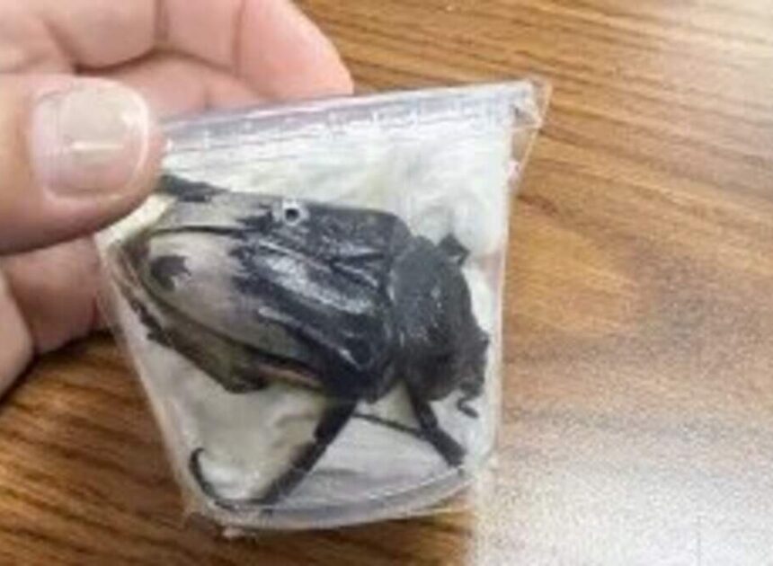 3 rare beetles smuggled out of NC point to illegal world of bug collectors, feds say
