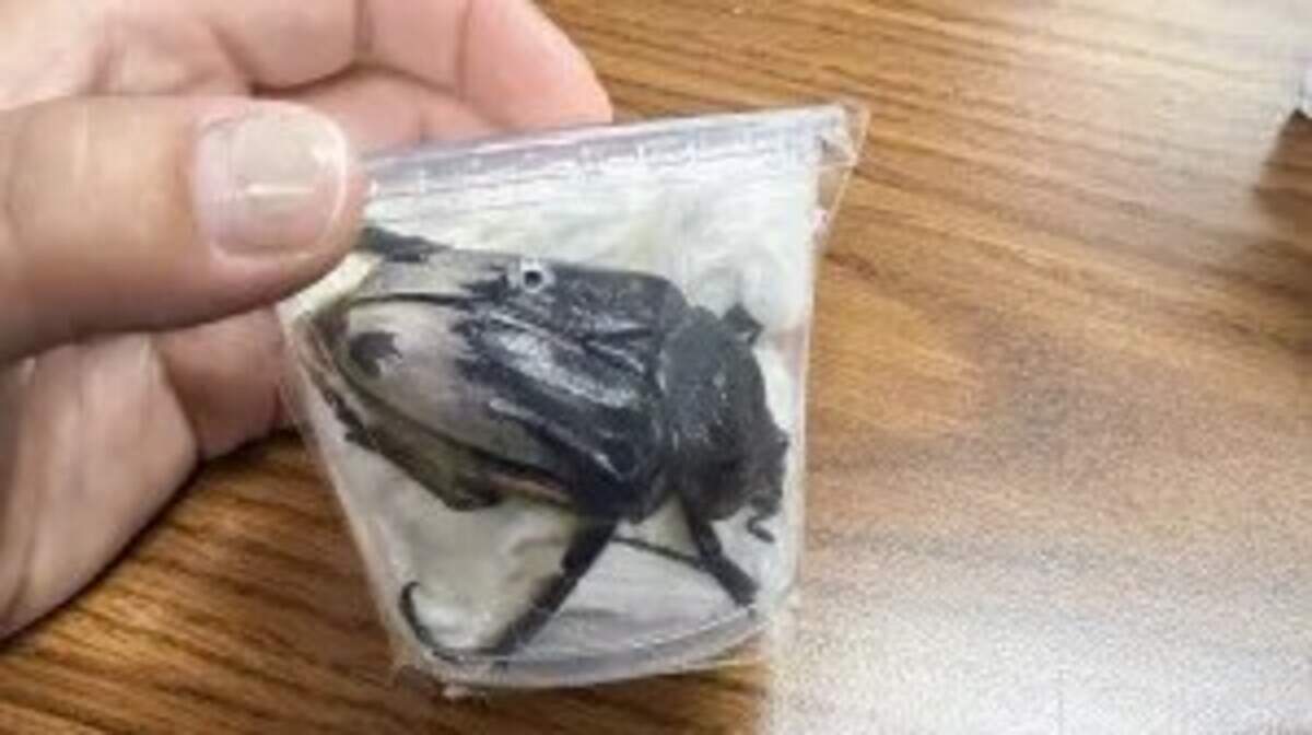 3 rare beetles smuggled out of NC point to illegal world of bug collectors, feds say