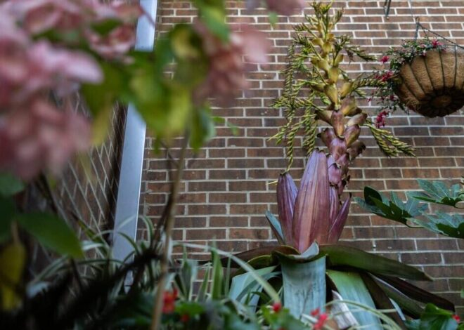 Dolly Parton’s plant of many colors dazzles visitors at UNC Charlotte gardens