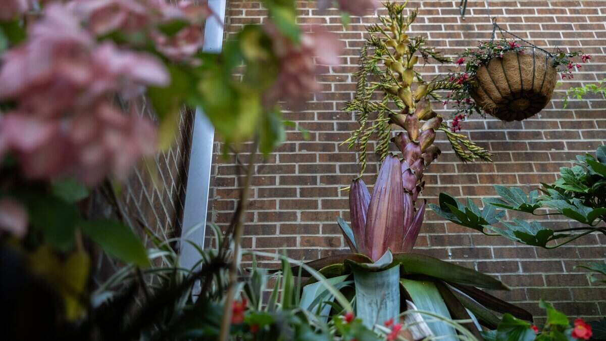 Dolly Parton’s plant of many colors dazzles visitors at UNC Charlotte gardens