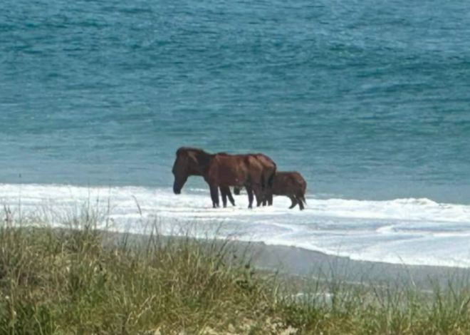 Heat wave on NC’s Outer Banks is driving wild horses into the ocean, photos show