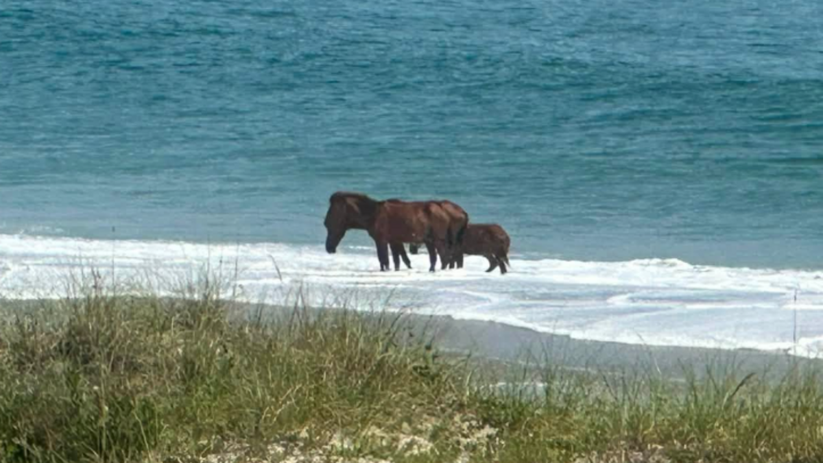 Heat wave on NC’s Outer Banks is driving wild horses into the ocean, photos show