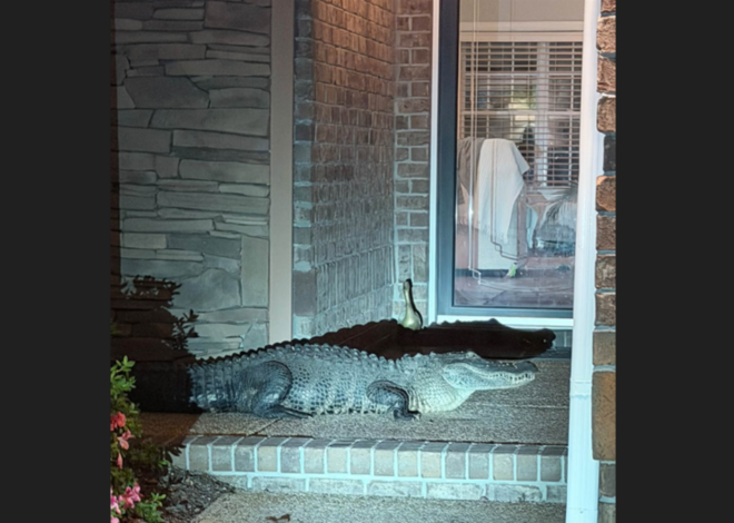Alligator knocks on NC woman’s front door at 1 am. ‘We surprised each other’