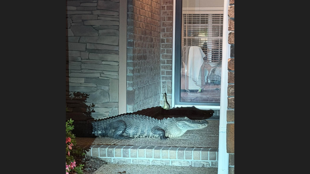 Alligator knocks on NC woman’s front door at 1 am. ‘We surprised each other’