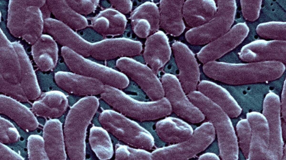 A flesh-eating bacteria has been deadly in NC. Here’s the latest this year