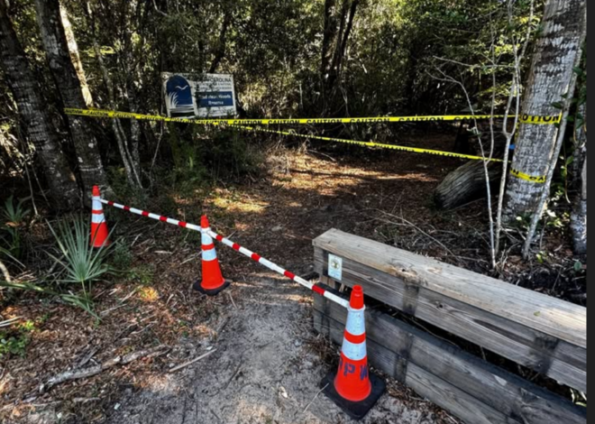 Invasive stinging wasps force trail closure on North Carolina island, town says