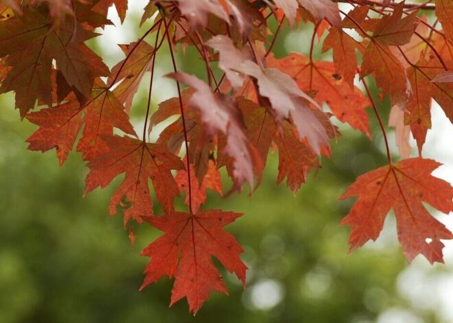 Expect a 30-degree drop in daily highs as cold front reaches Charlotte, NWS says