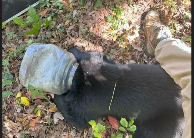 Trash-eating bear cub spent days with its head stuck in a jug, NC rescuers say