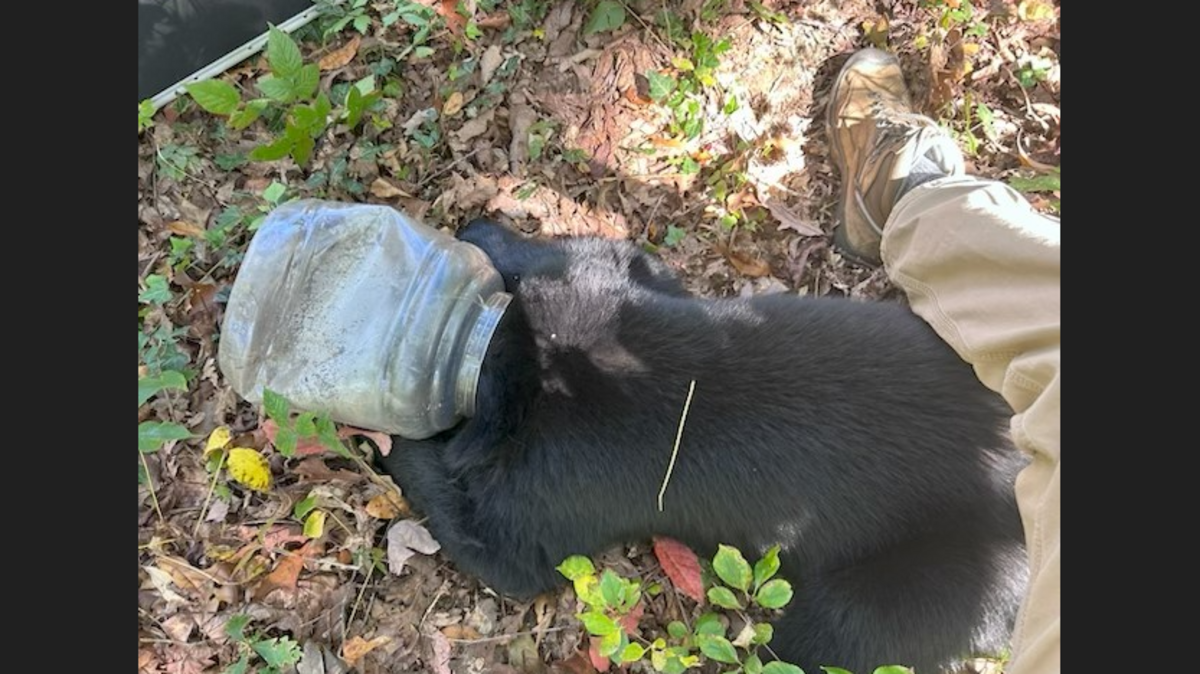 Trash-eating bear cub spent days with its head stuck in a jug, NC rescuers say