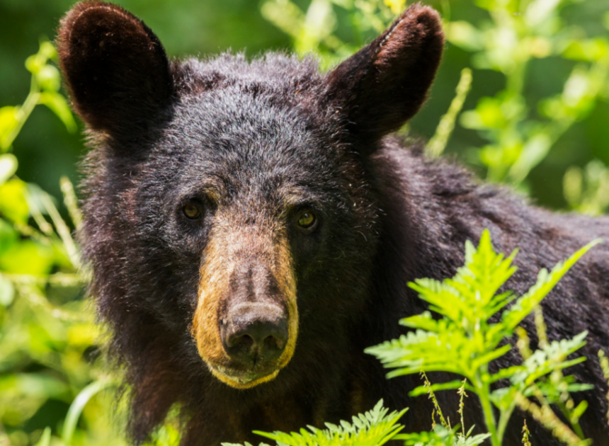 Disturbing detail found in DNA of eastern NC’s bear population, researchers say