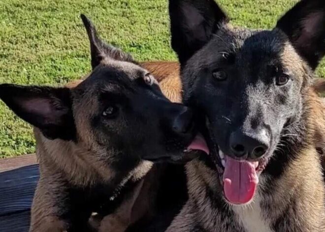 NC woman told not to share video showing trooper shooting her dogs. She’s doing it anyway.